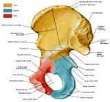 Anatomie: heup,bovenbeen,knie,onderbeen,enkel,voet,acetabulum,collum femoris,trachanter,femur,epicondyl,meniscus,kruisband,cruciate ligament,patella,knieschijf,tibia,fibula,malleolus,talus,calcaneus,tarsus,metatarsus,phalanx,falanx,quadriceps femoris,rectus femoris,sartorius,tensor fasciae latae,tractus iliotibialis,biceps femoris,gastrocnemius,semimembranosus,semitendinosus,soleus,suralis,vena saphena parva,vena saphena magna,sciatic,ischiadicus,peronea